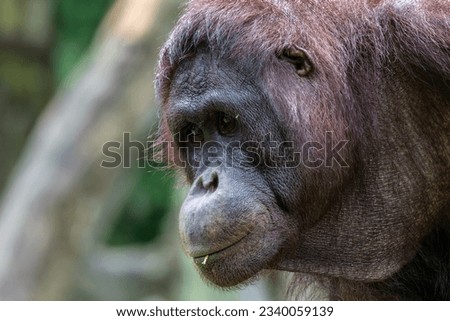 Enchanting Orangutan (Pongo pygmaeus) in Its Natural Jungle Habitat - Captivating Wildlife
