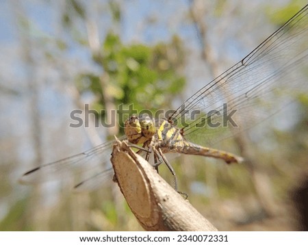 the macro photography, the dragonfly. the potamarcha congener