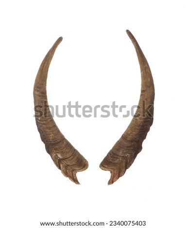 goat horns isolated on white background Royalty-Free Stock Photo #2340075403