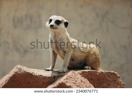 The meerkat (Suricata suricatta) or suricate is a small mongoose