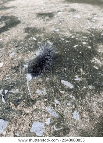 giant black caterpillar black worm hairy worm