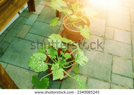 Pumpkin plants growing in the pots.Summer season. High quality photo
