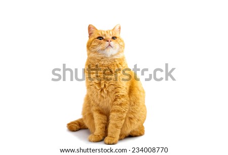 red cat on a white background