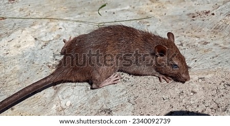 A picture of a black rat