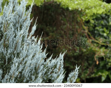 Blue pine leaves close up shot in the garden for nature background or copy space.