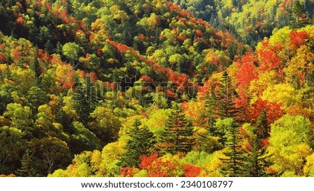  arial shot of a dense forest on a hill side in a calm autumn morning. perfect for nature, autumn, and hiking use. Royalty-Free Stock Photo #2340108797