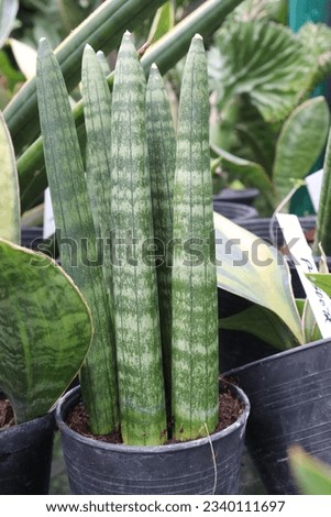 Dracaena angolensis leaf plant on pot in nursery for harvest are cash crops