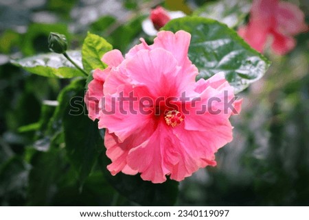 Close up image of blooming pink double hibiscus flower and buds with green leaves background 