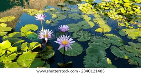 Pink Waterlily or Lotus flowers Blossom in a pond 