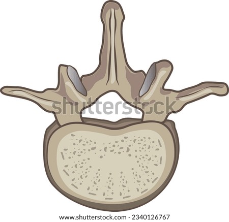 Anatomy of lumbar vertebrae. Vertebral column. Top view of Human spine vertebral bones. Detailed medical illustration. Royalty-Free Stock Photo #2340126767