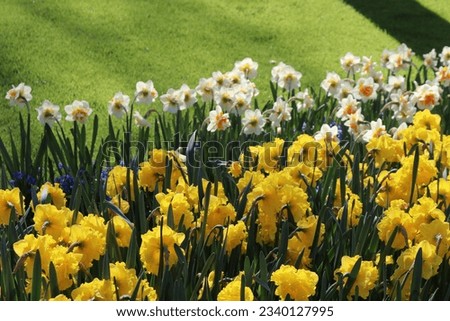 Keuhenhof is one of the world's largest flowers gardens - Netherlands Royalty-Free Stock Photo #2340127995