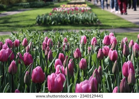 Keuhenhof is one of the world's largest flowers gardens - Netherlands Royalty-Free Stock Photo #2340129441