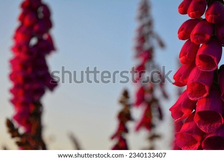 Close up picture of fox glove flower during sunset