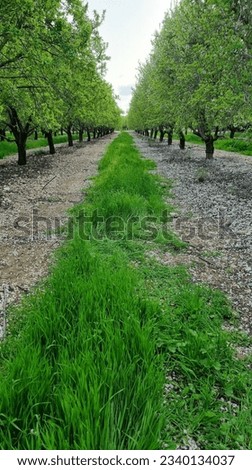 Path of vivid green grass in the middle of the almond orchard during spring