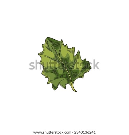 Hand drawn green quinoa leaf sketch style, vector illustration isolated on white background. Outlined decorative design element, plant and nature, detailed single object