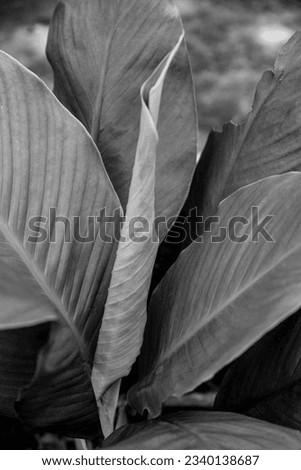 close up of green leaves, peace lily, spathiphyllum wallisii, Araceae, decorative plant, white flower, Spathiphyllum ,green foliage, picture with green foliage
