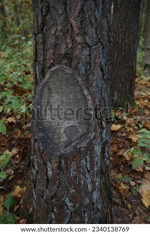photo one tree trunk in an autumn forest in the foreground, fallen colorful leaves in the background