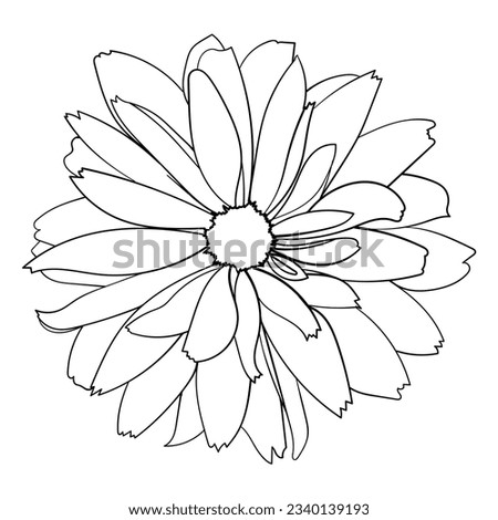 Daisy flower. Vector sketched design element. 