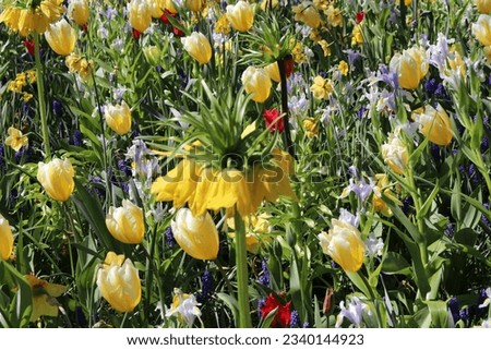 Keuhenhof is one of the world's largest flowers gardens - Netherlands Royalty-Free Stock Photo #2340144923
