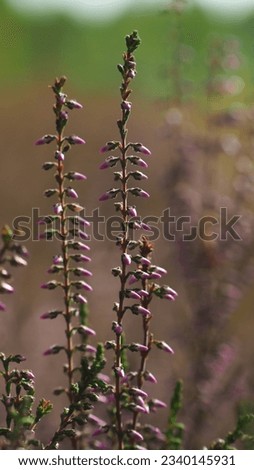 Close view of thin heather flowers, in Landes Forest, during evening