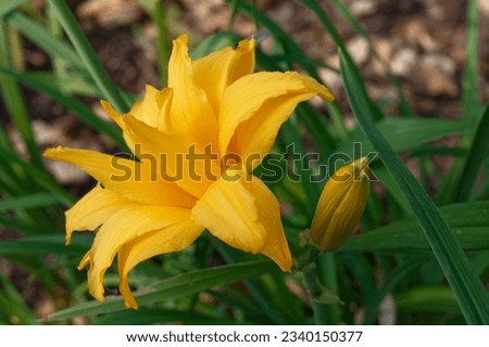 Hemerocallis 'Double Talk' is a daylily with double yellow flowers Royalty-Free Stock Photo #2340150377