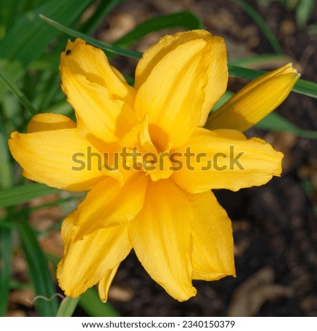 Hemerocallis 'Double Talk' is a daylily with double yellow flowers Royalty-Free Stock Photo #2340150379