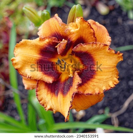 Hemerocallis 'Madeline Nettles Eyes' is a daylily with orange flowers and purple eyezone Royalty-Free Stock Photo #2340153591