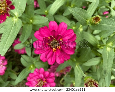 Zinnia elegans, commonly known as common zinnia