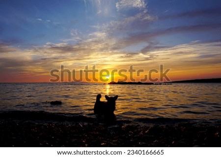 Pembroke welsh corgi standing in shallow water and enjoying day at the beach. amazing sunset in the background, copy space