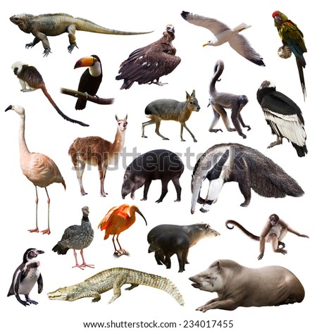 Set of  spectacled caiman, tapir and other animals of South America over white background