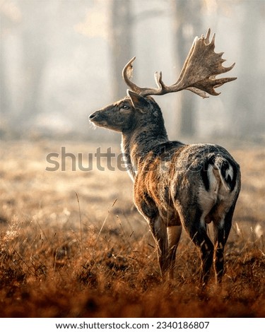 It is a picture of a deer with forest behind it.