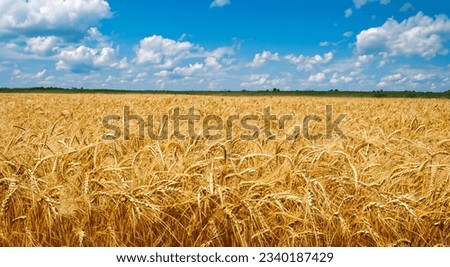 amazing yellow wheat field with nice blue sky in high resolution Royalty-Free Stock Photo #2340187429