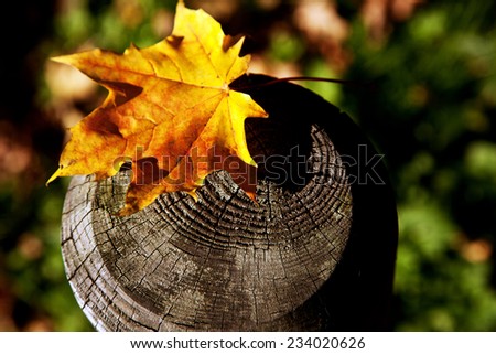 Autumn leaf on wood stump