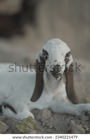 Adorable little goats in Rural areas of Punjab Pakistan.