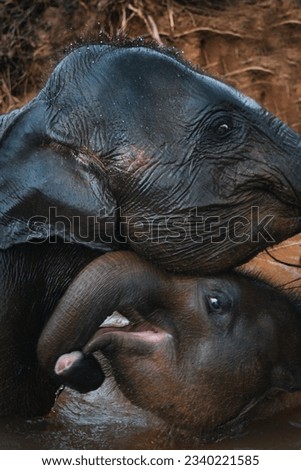 a very beautiful picture of an mother elephant and her baby elephant