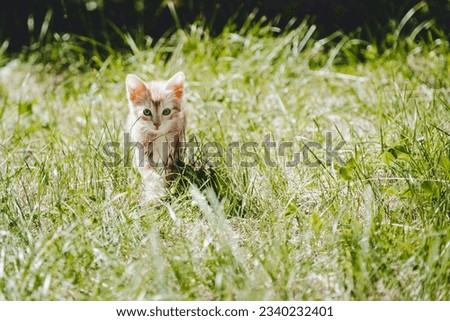Portrait of a cute ginger baby kitten playing in the garden