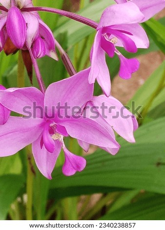 It is a beautiful orchid. It is a very beautiful picture of nature .It is very pleasent to see this beautiful orchid