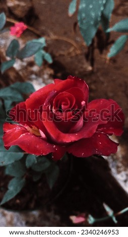 Beautiful photo of blooming red rose. Closeup photoshot. Nature wallpaper. Perfect for wallpaper, design graphic, or template background.