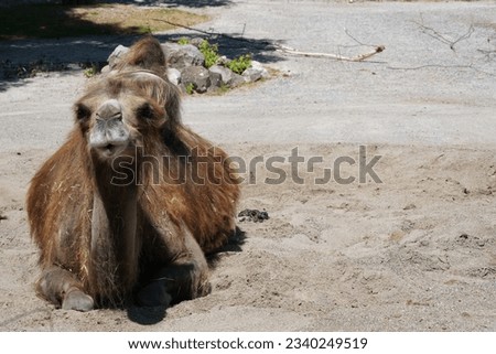 Bactrian camel in Latin called Camelus bactrianus is settled on the ground and is looking in the camera. The animal is on the left side and on the right one there is  lot of copy space. Royalty-Free Stock Photo #2340249519