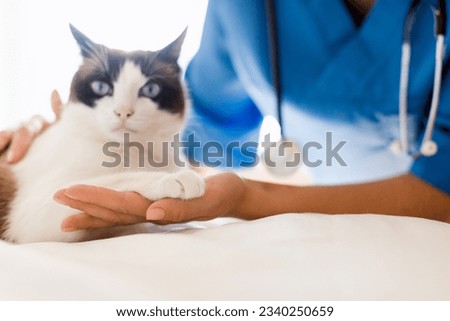 Closeup Of Cat Giving Paw To Veterinarian Doctor During Healthcare Veterinary Checkup At Animal Clinic Indoor, Looking At Camera. Visit To Vet Specialist Concept. Cropped Shot, Selective Focus Royalty-Free Stock Photo #2340250659