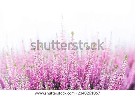 Blooming flowers of a wild heather plant. a field of delicate pink rose violet flowers in the rays of the sun. Macro view shallow depth of field, selective focus Royalty-Free Stock Photo #2340261067