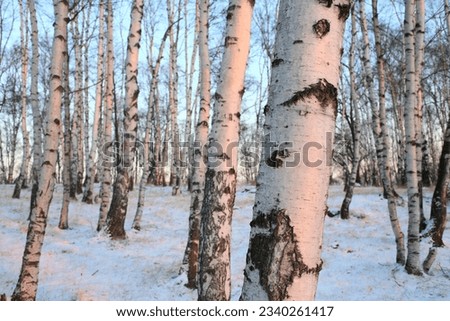 Snowy woods of birch, winter season