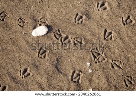 Bird foot print path on sand at the ocean