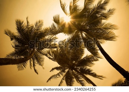 tropical beach- sunbeams through some palm trees