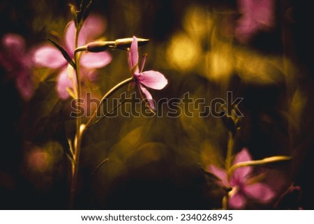 Flowers in pink rosa dark and moody bokeh