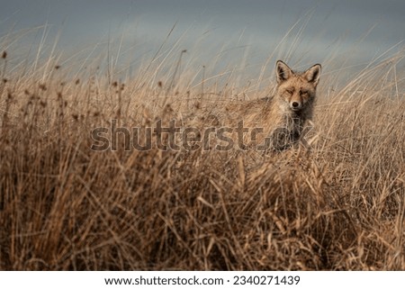 Photograph of a red fox in the wild. In this case, the fox was unaware of my presence. Hidden and camouflaged, I waited for it to come out of the dense vegetation, allowing me to capture this photogra