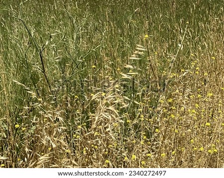 Dried wild grass in a field Royalty-Free Stock Photo #2340272497