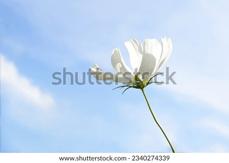 A Beautiful cosmos anemones flowers blooming with low angle view on the blue sky background. White cosmos spring flowers background. Space for message. Beauty nature concept.