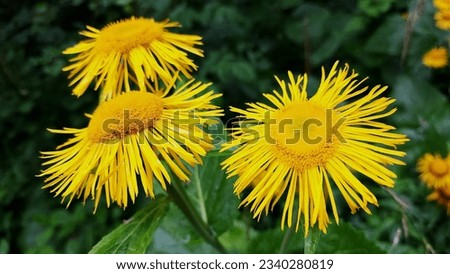 Delicate and bright, yellow flowers bloom like little sun glare on the canvas of nature. Their thin, graceful petals form a symphony of elegance, gently dancing in the wind.