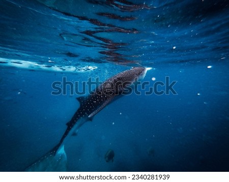 Whale sharks are world's biggest omnivores